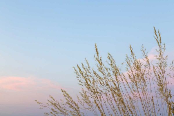 Washington, Seabeck Grasses at sunset
